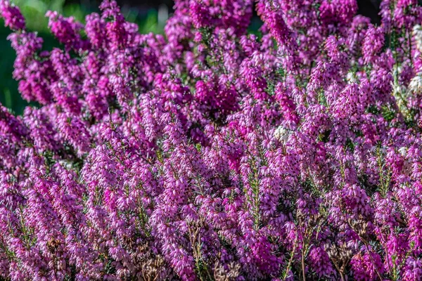 Selektywne Ujęcie Ostrości Purpurowych Kwiatów Wrzosu Polu Ciągu Dnia — Zdjęcie stockowe