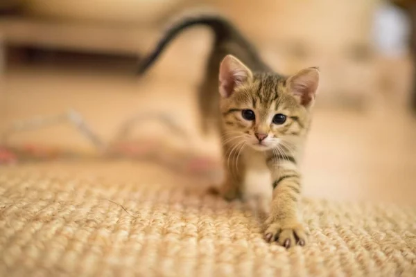 Closeup Shot Cute Little Kitten Playing Knitted Carpet — Stock Photo, Image
