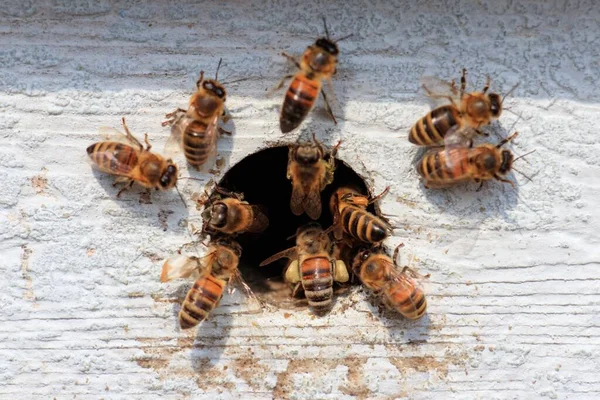 Ένα Κοντινό Πλάνο Των Μελισσών Που Πετούν Έξω Από Μια — Φωτογραφία Αρχείου
