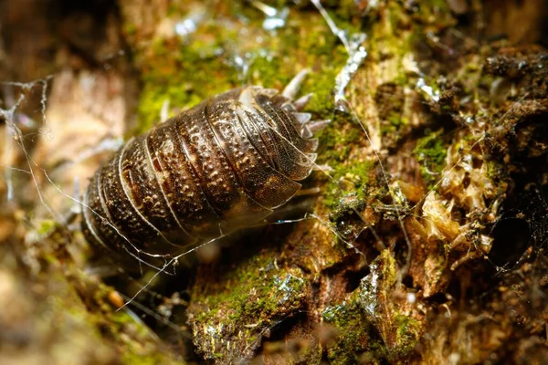 Nahaufnahme Eines Insekts Auf Dem Waldboden — Stockfoto