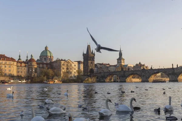 Bandada Cisnes Bañándose Río Moldava Praga Atardecer Fondo Vemos Arquitectura — Foto de Stock