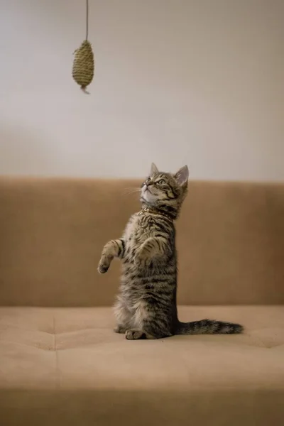 Una Toma Vertical Lindo Gatito Jugando Con Juguete Gato Sofá — Foto de Stock