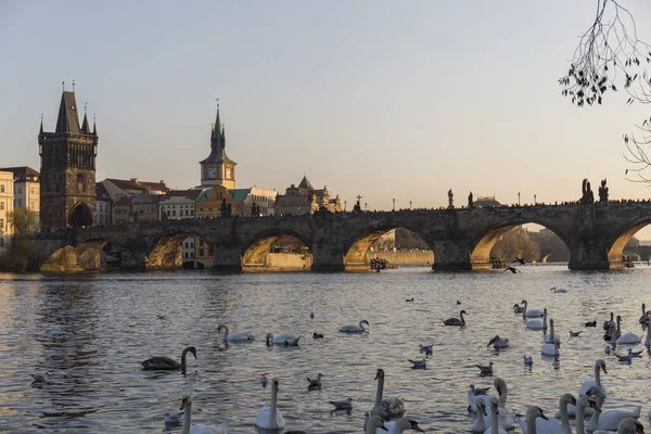 Gün Batımında Prag Vltava Nehrinde Yıkanan Kuğu Sürüsü Arka Planda — Stok fotoğraf