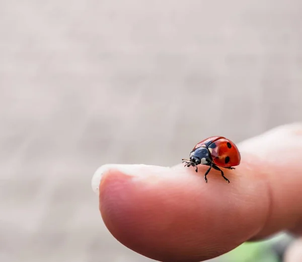 Tiro Perto Uma Joaninha Dedo Uma Pessoa — Fotografia de Stock