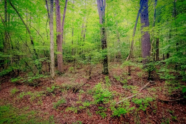 Een Prachtige Opname Van Groen Bossen Het Bos Perfect Voor — Stockfoto