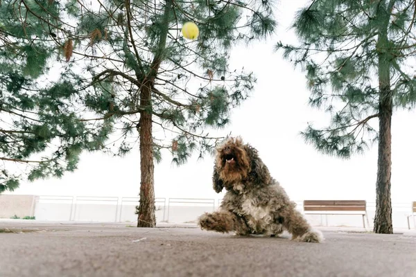 Ein Niedlicher Brauner Spanischer Wasserhund Spielt Mit Einem Gelben Ball — Stockfoto