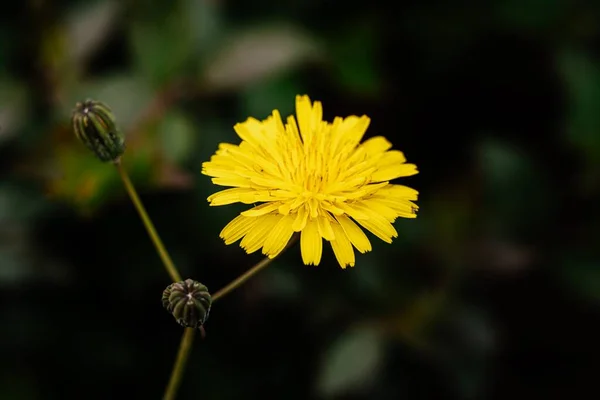 Płytkie Ujęcie Ostrości Żółtego Kwiatu Mniszka Lekarskiego Zamazanym Tłem — Zdjęcie stockowe