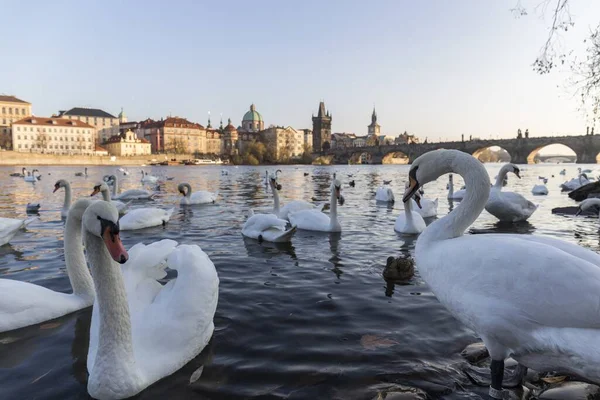 Hattyúcsorda Fürdik Moldva Folyóban Prágában Naplementekor Háttérben Város Építészetét Hídjait — Stock Fotó