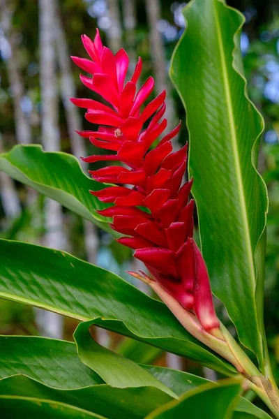 Primer Plano Vertical Una Flor Roja Jengibre Campo Bajo Luz — Foto de Stock