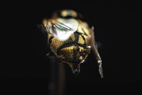 在黑色背景上隔离的灯光下蜜蜂的宏观图片 — 图库照片
