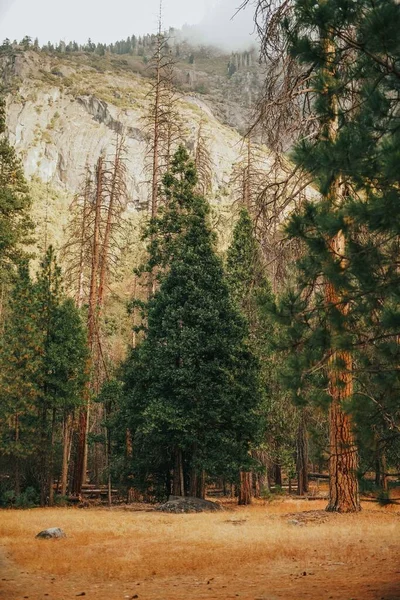 Vertikální Záběr Trávy Vysokými Stromy Skalnatou Horou Pozadí — Stock fotografie