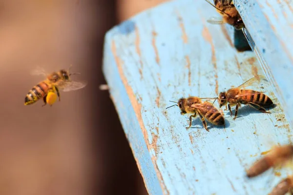 Primer Plano Abejas Volando Sobre Una Superficie Madera Pintada Azul —  Fotos de Stock