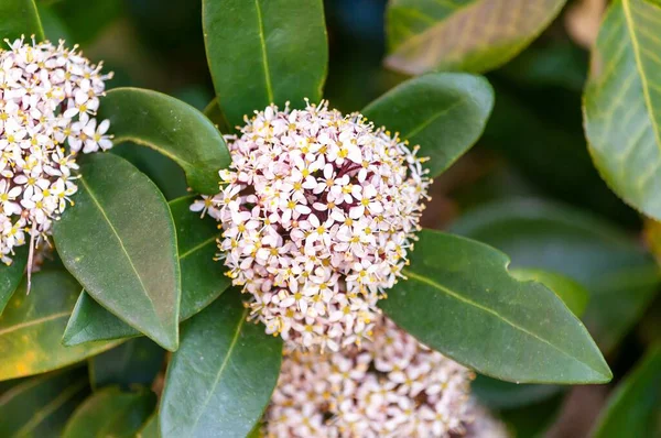 Close Lindas Flores Milkweed Montreux Vaud Suíça — Fotografia de Stock