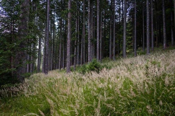 Bir Sürü Ağacı Olan Muhteşem Bir Ormanın Nefes Kesici Manzarası — Stok fotoğraf