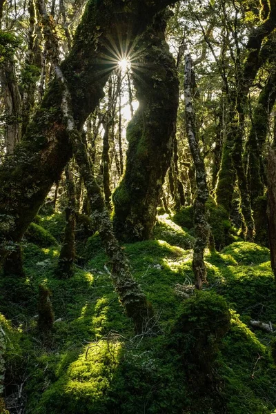 Вертикальний Знімок Джунглів Деревами Покритими Мохом — стокове фото