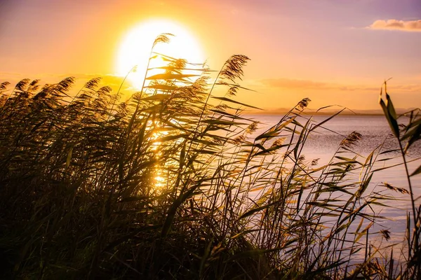 Das Gras Verzweigt Sich Körper Des Meeres Hintergrund Der Himmel — Stockfoto