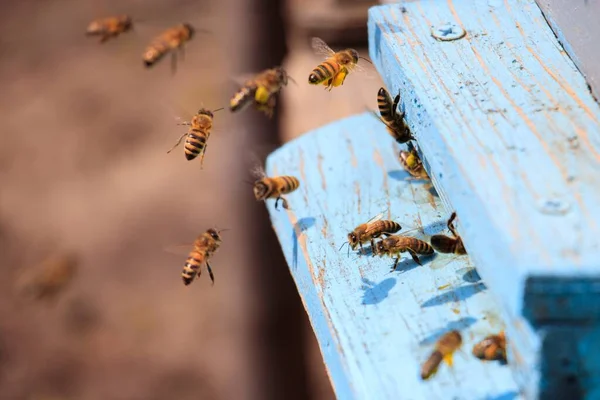 Eine Nahaufnahme Von Honigbienen Die Tagsüber Auf Einer Blau Bemalten — Stockfoto