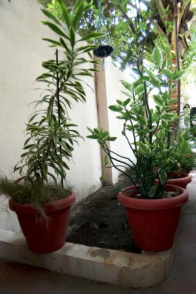 Vertikal Skott Växter Krukor Trädgården — Stockfoto