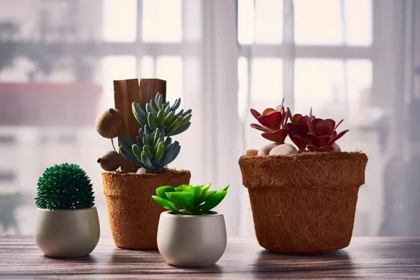Empat Tanaman Rumah Yang Indah Dalam Pot Bunga Atas Meja — Stok Foto