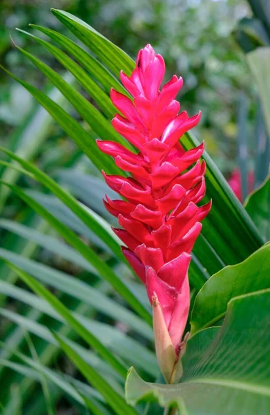 Gros Plan Vertical Une Fleur Gingembre Rouge Dans Champ Sous — Photo