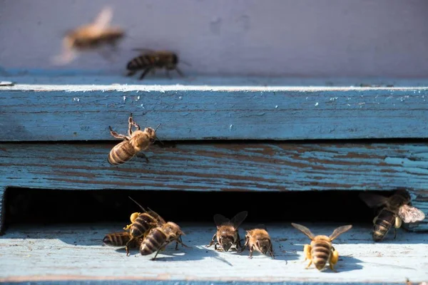 Egy Közeli Kép Méhekről Egy Öreg Felületen — Stock Fotó