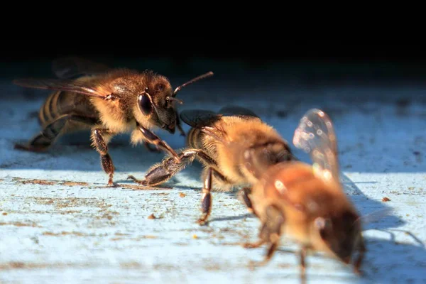 Primer Plano Abejas Una Superficie Madera Durante Día — Foto de Stock