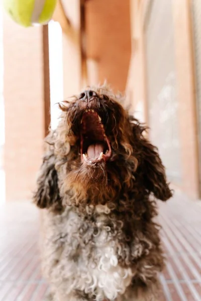 西班牙一只可爱的褐色水犬在砖楼附近打黄球的垂直镜头 — 图库照片