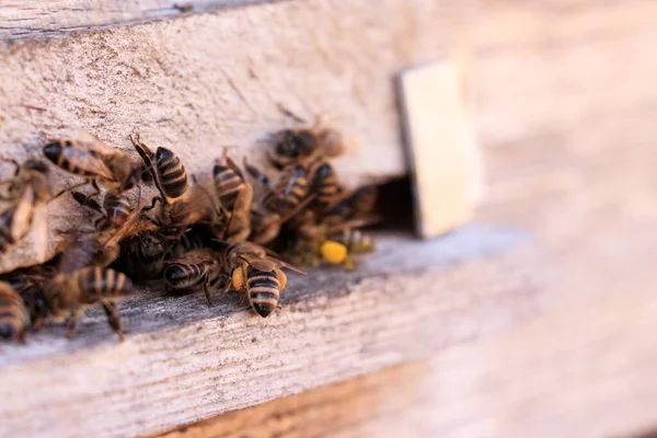 Closeup Shot Many Bees Wooden Surface — Stock Photo, Image