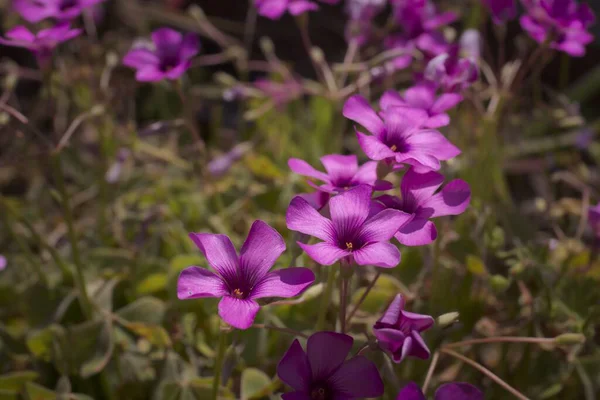 Closeup Violet Flower Blurry Background — Stock Photo, Image