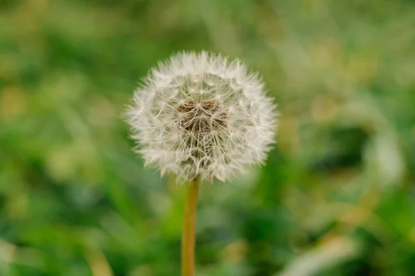 一朵蒲公英花在背景模糊的田野上的特写镜头 — 图库照片