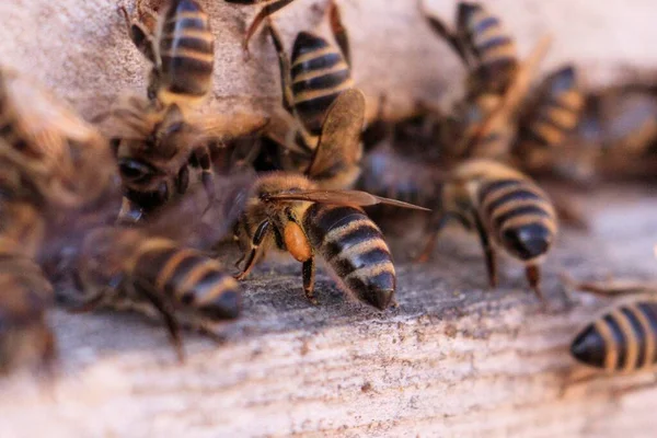 Nahaufnahme Vieler Bienen Auf Einer Hölzernen Fläche — Stockfoto