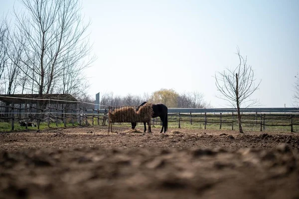 Pohled Ohradu Koněm Pojídajícím Seno Krmítka — Stock fotografie