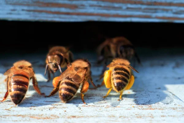 Ένα Κοντινό Πλάνο Των Μελισσών Μια Παλιά Ξύλινη Επιφάνεια — Φωτογραφία Αρχείου