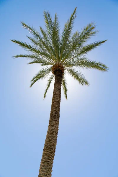 Vertikal Bild Ett Palmträd Blå Himmel — Stockfoto