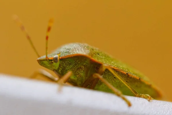 Primo Piano Colpo Messa Fuoco Selettiva Bug Scudo Verde — Foto Stock