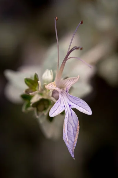 Vertical High Angle Shot Exotic Bipinnula Plant Blurred Natural Background — Stock Photo, Image