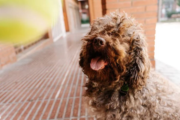 一只可爱的棕色西班牙水犬在砖楼附近打黄球 — 图库照片