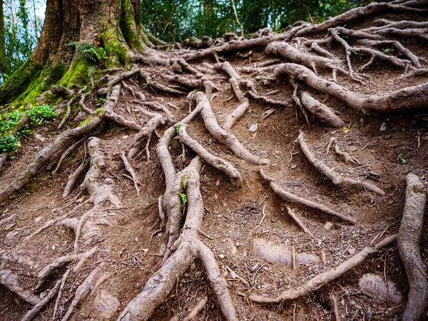 Висококутний Знімок Коренів Дерев Лісі — стокове фото