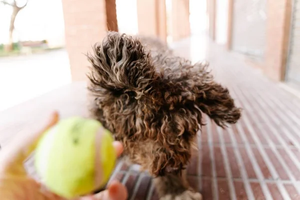 Lindo Marrom Espanhol Water Dog Jogando Uma Bola Amarela Perto — Fotografia de Stock