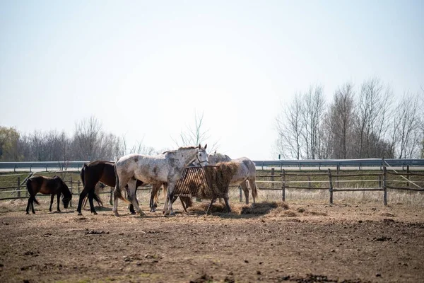 Pohled Ohradu Skupinovými Koňmi Kteří Jedí Seno Krmítka — Stock fotografie