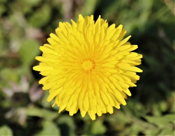 Selective Focus Sow Thistle Field Sunlight Blurry Background — Stock Photo, Image