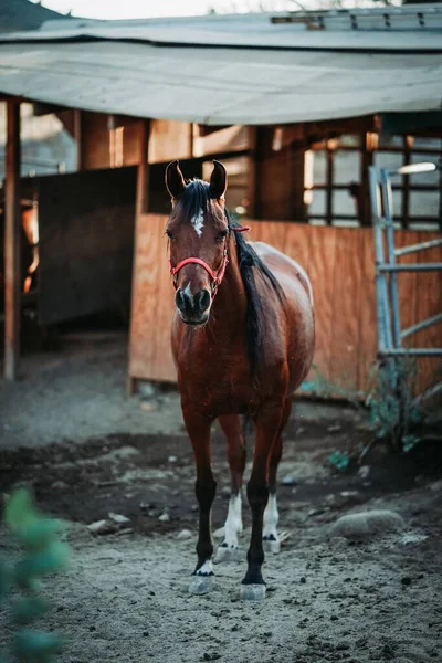 Mělké Zaostření Vertikálního Záběru Hnědého Koně Červeném Postroji Rozmazaným Pozadím — Stock fotografie