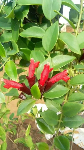 晴れた日に植物の赤い花の垂直ショット — ストック写真