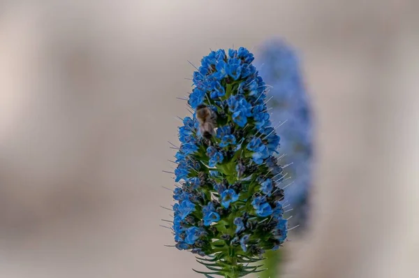 Primer Plano Hermoso Orgullo Azul Flor Madeira Suiza —  Fotos de Stock