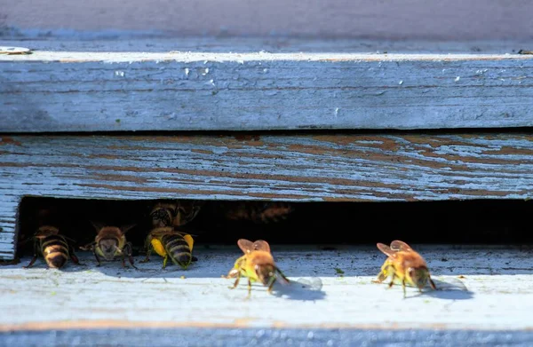 Eine Nahaufnahme Von Bienen Auf Einer Alten Holzfläche — Stockfoto