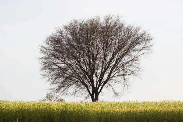 真っ青な空の下 芝生に覆われた畑の真ん中にある木の美しい景色 — ストック写真