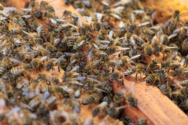 Zbliżenie Pszczół Miodnych Uli Pod Słońcem Koncepcja Rolnicza — Zdjęcie stockowe