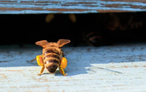 Eine Nahaufnahme Von Bienen Auf Einer Holzoberfläche Tag — Stockfoto