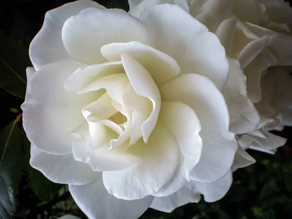 Closeup Shot Beautiful Bloomed White Rose — Stock Photo, Image