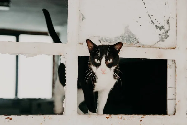 Ein Schwarz Weißes Kätzchen Geht Durch Ein Kaputtes Fenster — Stockfoto